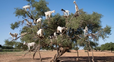 Explore Chefchaouen medina with Trek Morocco Desert