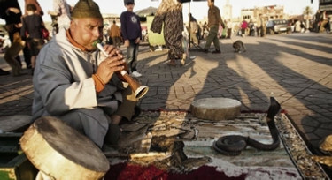 Snake at Jamma El Fna square in Marrakech walking tour with Trek Morocco Desert